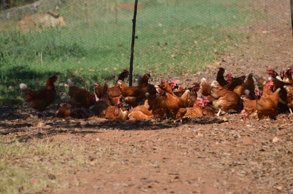 Ovo caipira, de granja ou orgânico: qual a diferença entre eles? -  22/07/2019 - UOL VivaBem