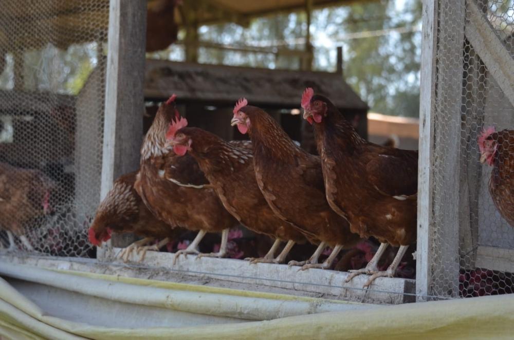 Ovo caipira, de granja ou orgânico: qual a diferença entre eles? -  22/07/2019 - UOL VivaBem