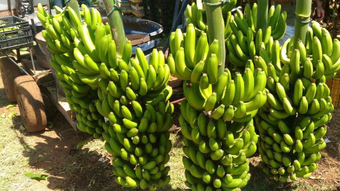 Produção de banana maçã se destaca na região de Lins, Nosso Campo