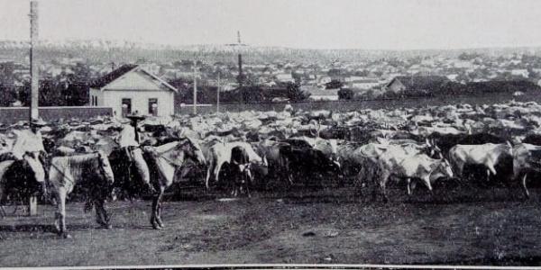 O violeiro e a estrada boiadeira 