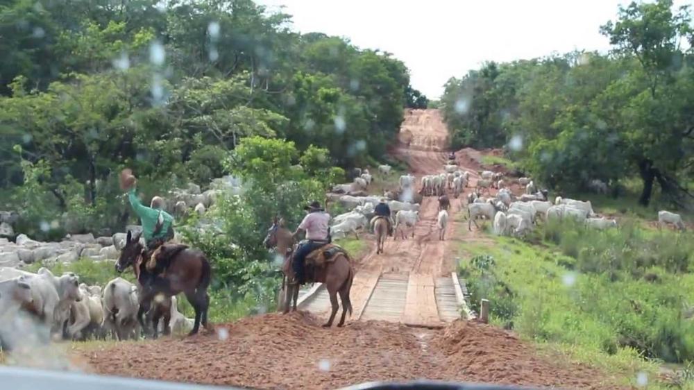 O violeiro e a estrada boiadeira 