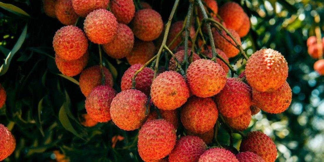 19 frutas exóticas que possivelmente desconhece