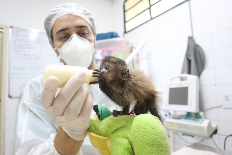 Filhote de macaco-prego é resgatado em Caraguatatuba - SP RIO+