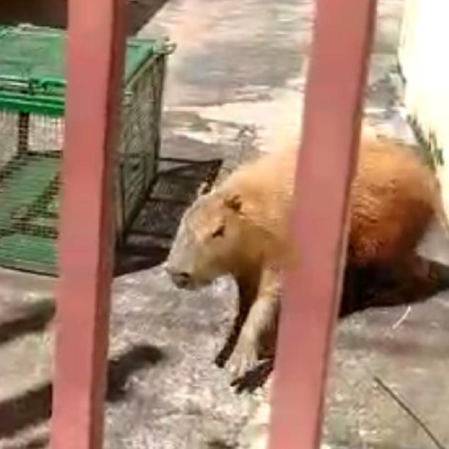 Influenciador consegue guarda provisória da Capivara Filó; entenda a disputa