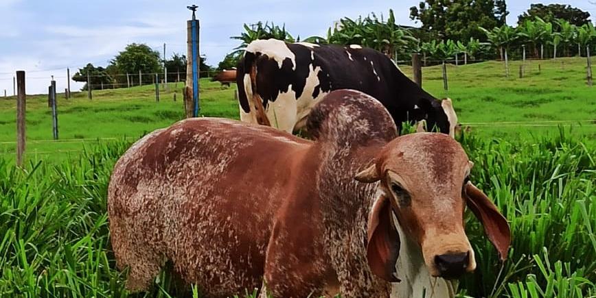 La producción de leche de Renato Bovoni se somete a análisis diarios (Divulgación)