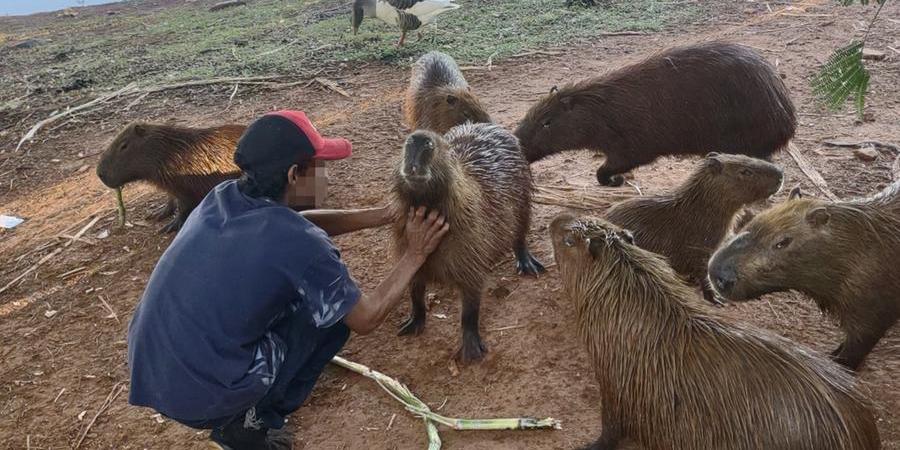 capivara de rio 2