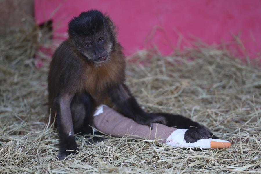 Macacos saguis são encontrados mortos em Floriano e suspeita é de  intoxicação - Cidades em Foco