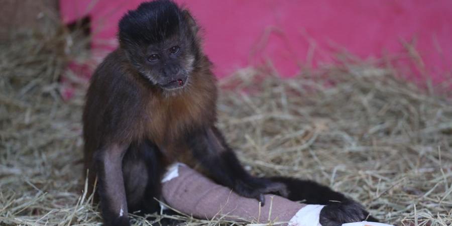 Macacos saguis são encontrados mortos em Floriano e suspeita é de  intoxicação - Cidades em Foco