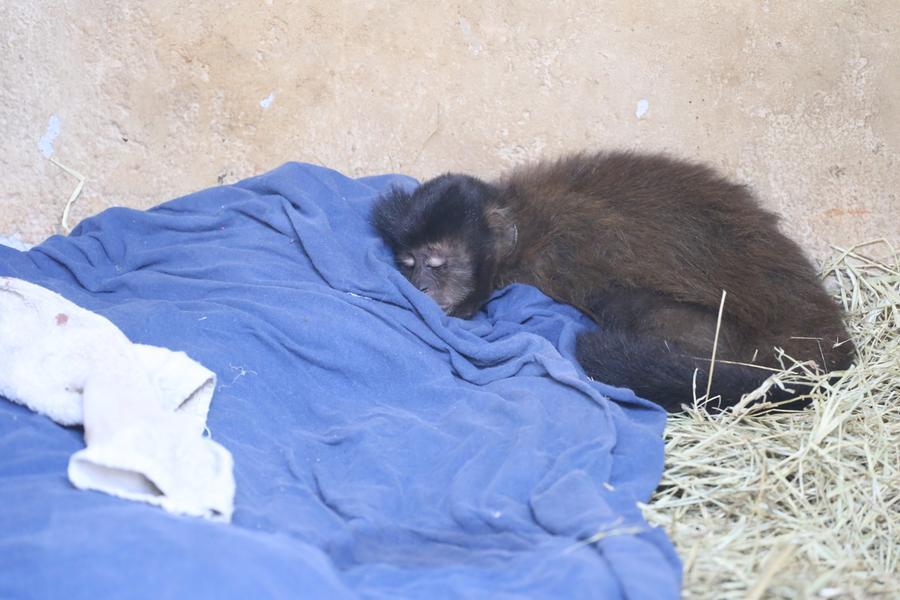 Macacos saguis são encontrados mortos em Floriano e suspeita é de  intoxicação - Cidades em Foco