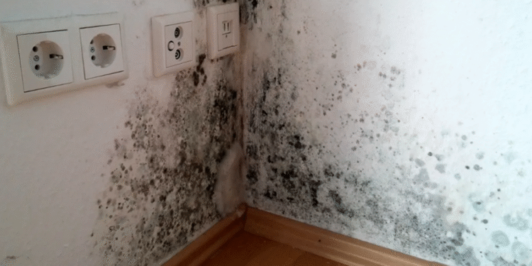 Créditos: Shutterstock