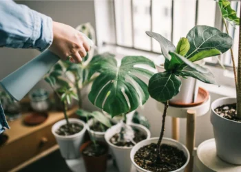 Psicologia explica o que significa ter muitas plantas em sua casa