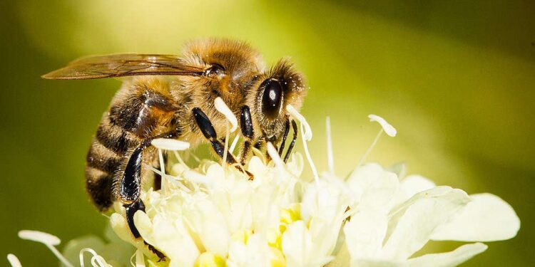 Créditos: Axel Kirchhof / Greenpeace