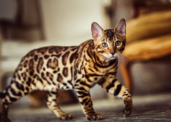 Créditos:  Alexander_Evgenyev | Shutterstock