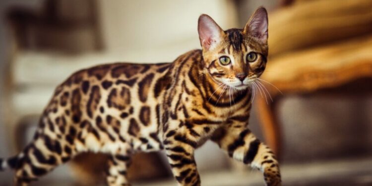 Créditos: Alexander_Evgenyev | Shutterstock