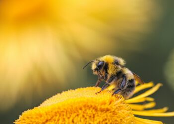 Créditos: Foto de Dmitry Grigoriev na Unsplash
