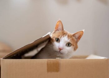 Créditos: Shutterstock