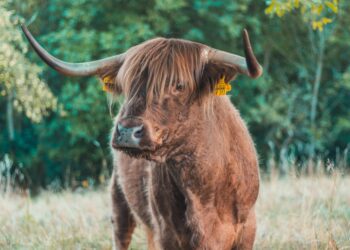 Créditos: Foto de Christian Wiediger na Unsplash