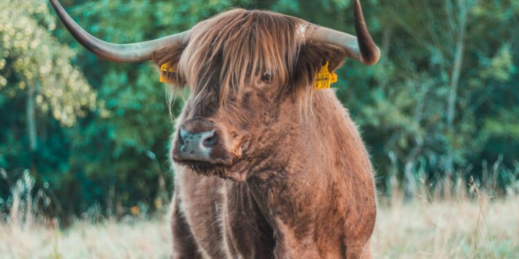 Créditos: Foto de Christian Wiediger na Unsplash