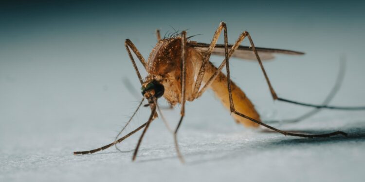 Créditos: Foto de Rapha Wilde na Unsplash