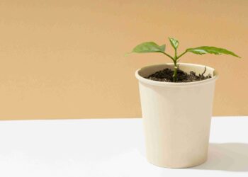 Planta