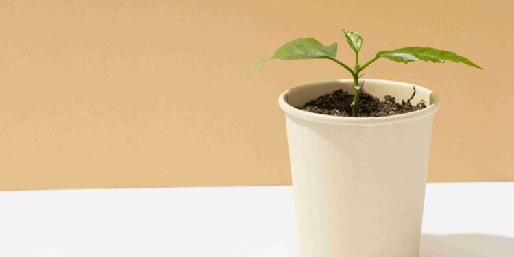 Planta