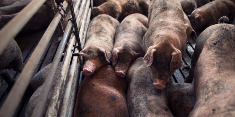 Créditos: Reprodução/Freepik