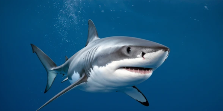 Créditos: Shutterstock