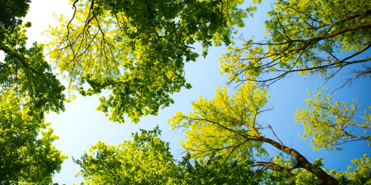 Créditos: Shutterstock