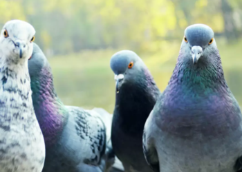 Créditos: Shutterstock