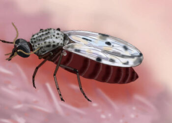 Créditos: Ademildo Mendes/SVSA