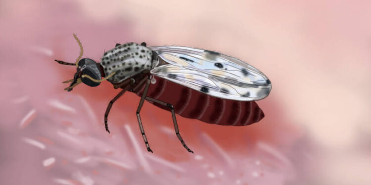 Créditos: Ademildo Mendes/SVSA