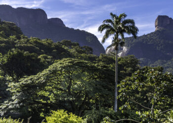 Créditos: Reprodução/Wikimedia Commons