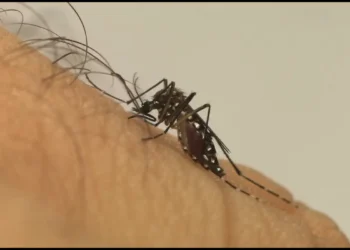 Difusor natural com citronela e álcool indicado pela Secretaria de Saúde espanta mosquitos da dengue