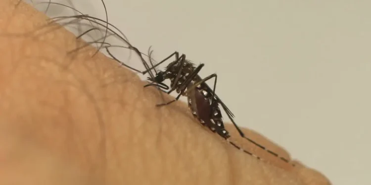 Difusor natural com citronela e álcool indicado pela Secretaria de Saúde espanta mosquitos da dengue
