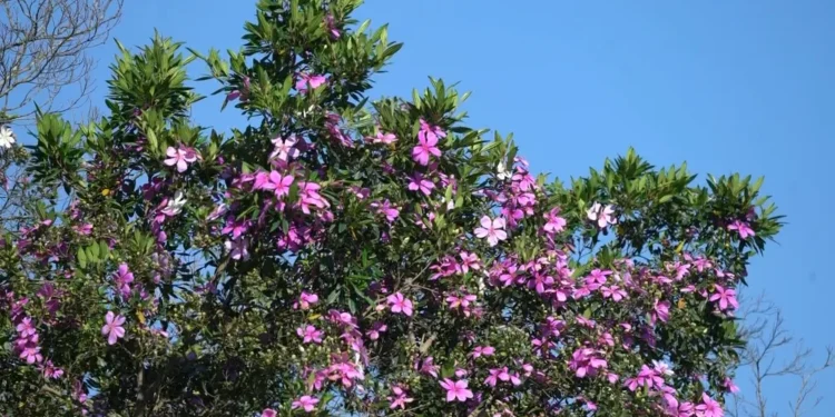 Créditos: Ananda Porto/TG