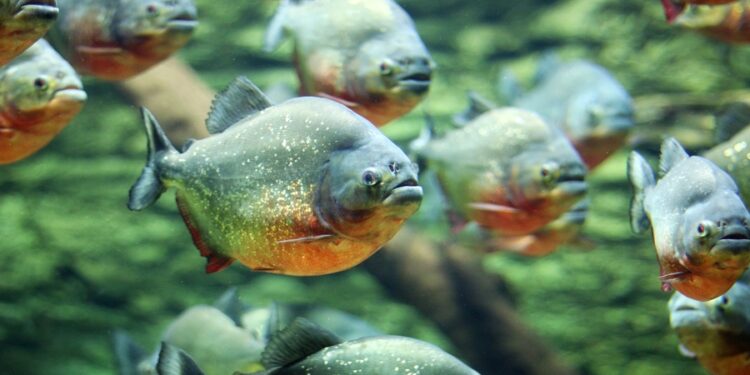 Créditos: Shutterstock