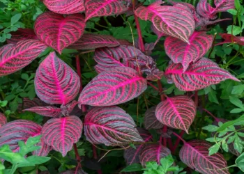 Créditos: AngieC333/ Shutterstock