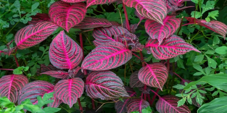 Créditos: AngieC333/ Shutterstock