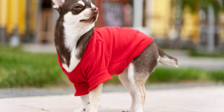 cachorro