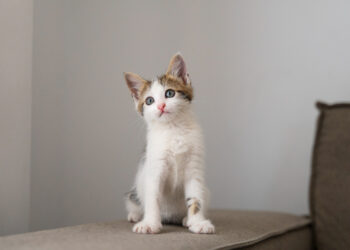 Gato