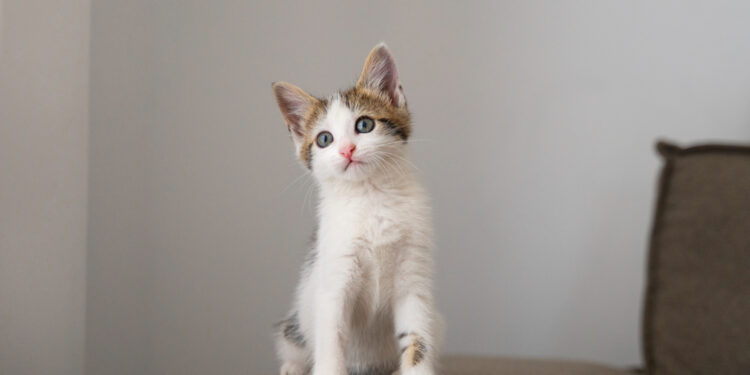 Gato