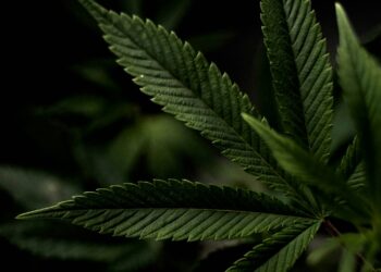 cannabis