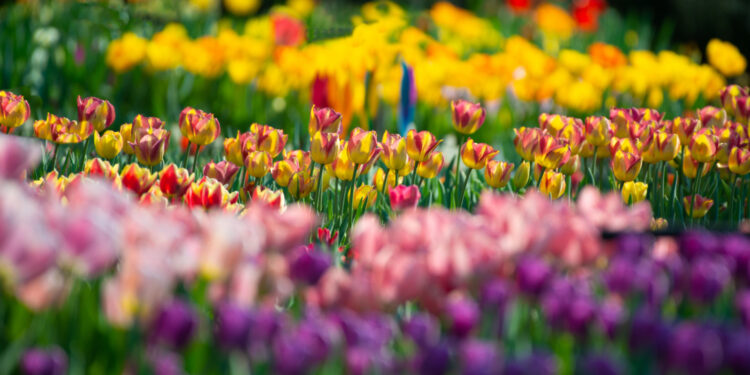 Créditos: Freepik/wirestock