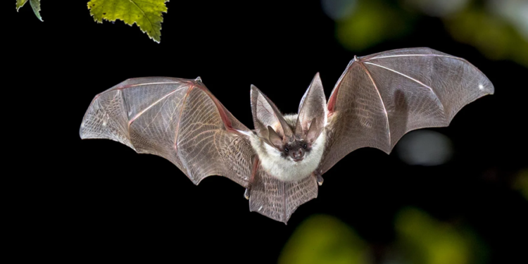 Créditos: Shutterstock