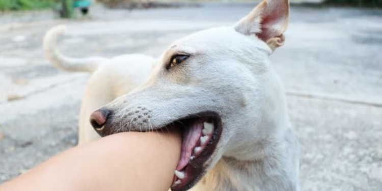 Créditos: Shutterstock