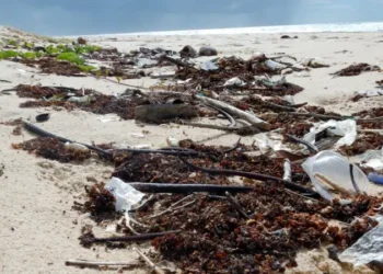 Créditos: Elisa Van Sluys Menck