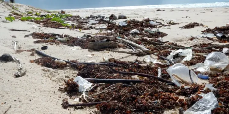 Créditos: Elisa Van Sluys Menck