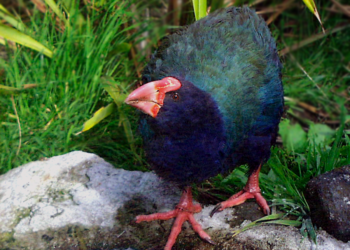 Créditos: Reprodução/Wikimedia Commons