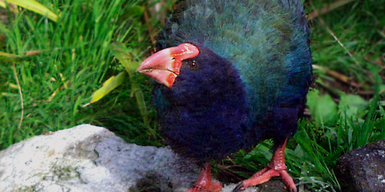 Créditos: Reprodução/Wikimedia Commons