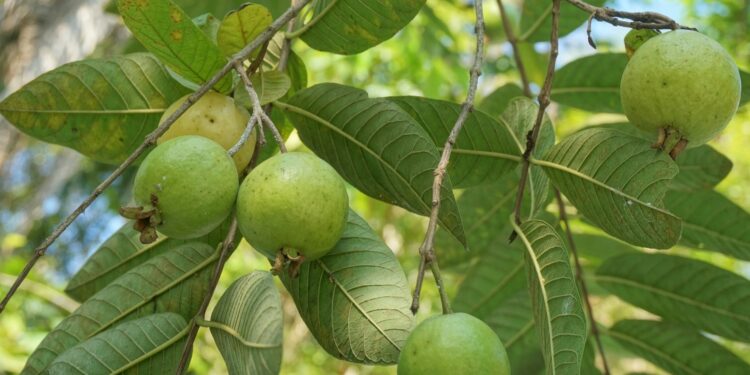 Créditos: Reprodução/Unsplash